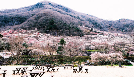 ［写真］神奈川県 湯河原梅林「梅の宴」の写真-2023年-